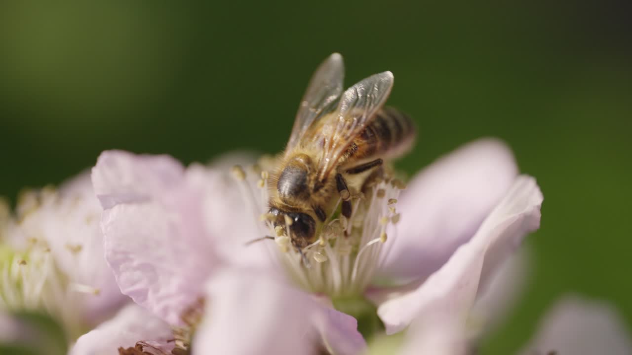 Macro shot of a bee on a blackberry blossom in slow motion