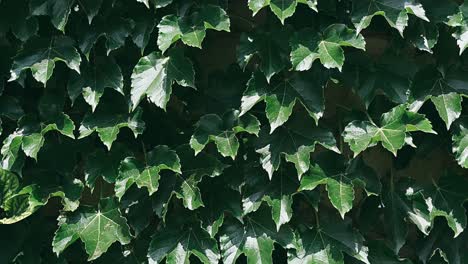 ivy covered wall