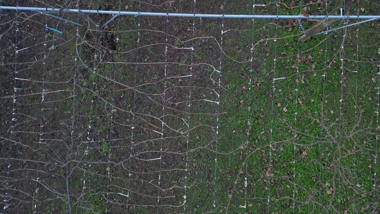 Vined lattice spreads across large metal support poles above farmland field