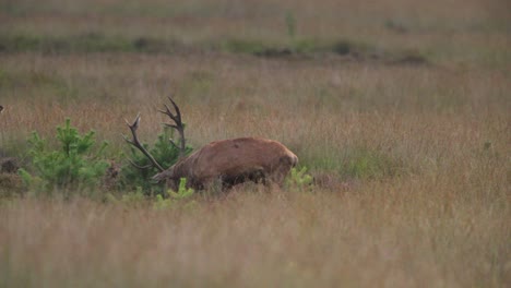 medium shot of a large red deer bull in a large brown grassy field looking around before going back to his harem of doe to graze