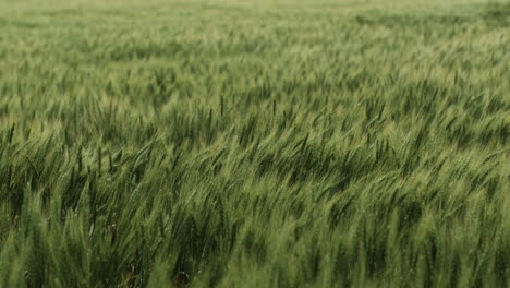 Nahaufnahme-Von-Grünem-Gras-Auf-Kansas-Ackerland,-Das-In-Dramatischer-Zeitlupe-Im-Wind-Weht