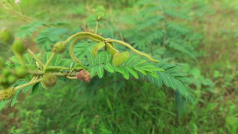 Primer-Plano-De-Hierba-Princesa-Tímida,-Naturaleza