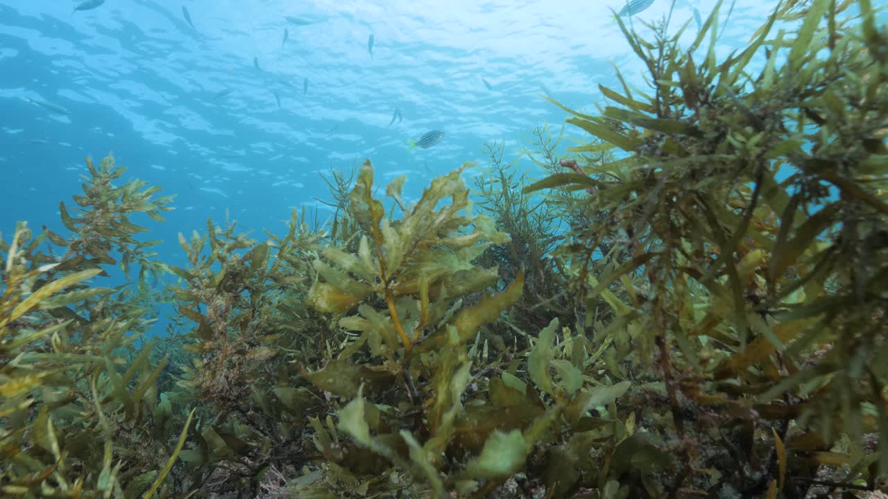 건강한 해조류 암초 시스템은 푸른 바다의 깊은 곳에서 움직이는 바다 파도와 함께 춤을 춘다.