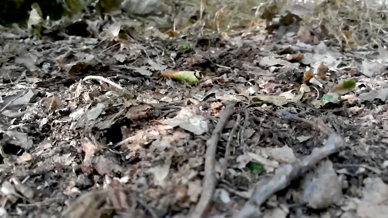 Close up view of female feet wearing tracker shoes stepping on dried leaves in deep forest, Part 2, SLOMO, STILL