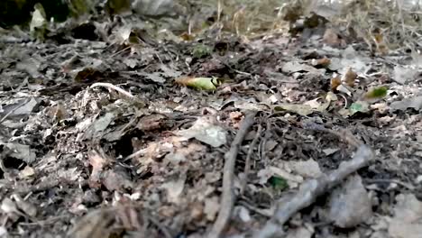 close up view of female feet wearing tracker shoes stepping on dried leaves in deep forest, part 2, slomo, still