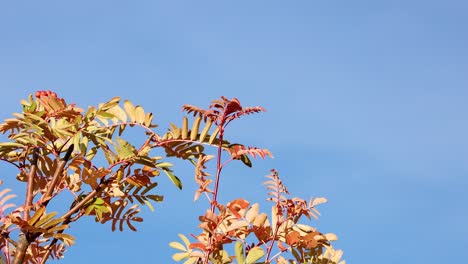 colorful autumn leaves gently sway on a tree branch under clear daylight, captured with a steady camera and natural lighting at lake tekapo
