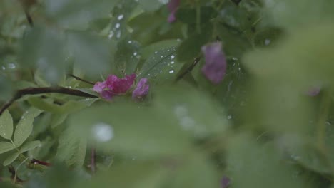 wet rose bush in the rain