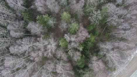 Top down tree top aerial view of frozen bare and evergreen tree forest