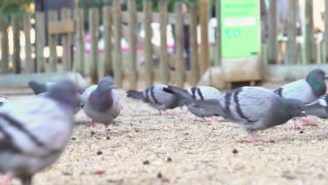 pigeons pecking the ground, close up