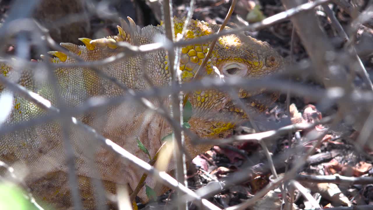 una iguana terrestre mira a través de la maleza en las islas galápagos