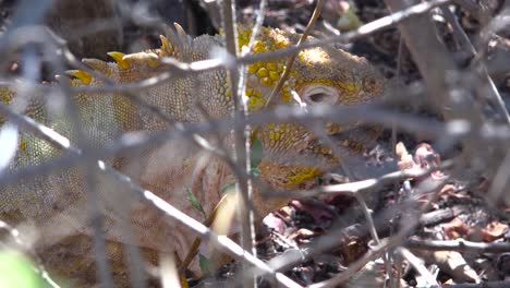 a land iguana peers through the brush on the galapagos islands