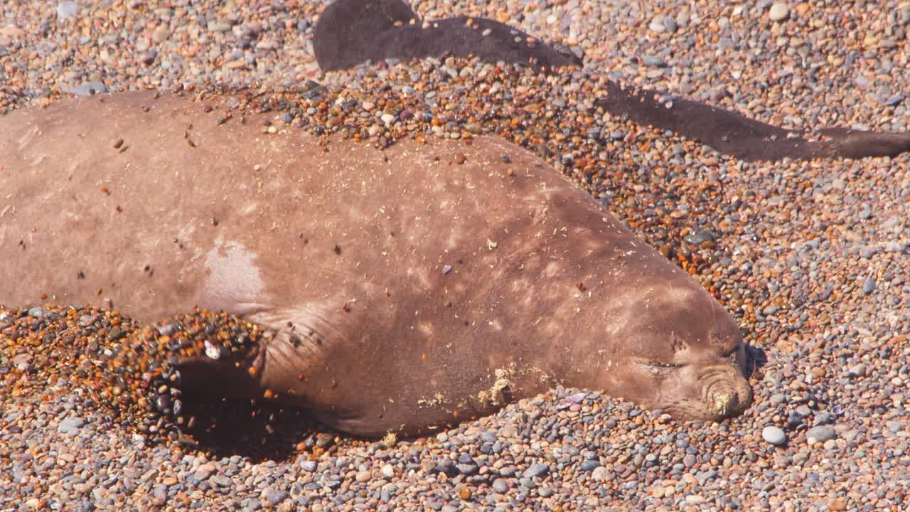 Elephant Seal Female digging sand with her flippers exposing the cooler wet sand underneath to keep cool in bright sunny conditions at puerto valdes