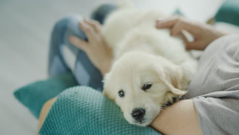 cute golden retriever puppy sitting in the arms of an elderly woman