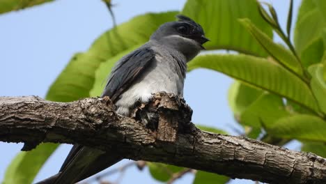 Treewift-De-Rabadilla-Gris-En-El-Nido