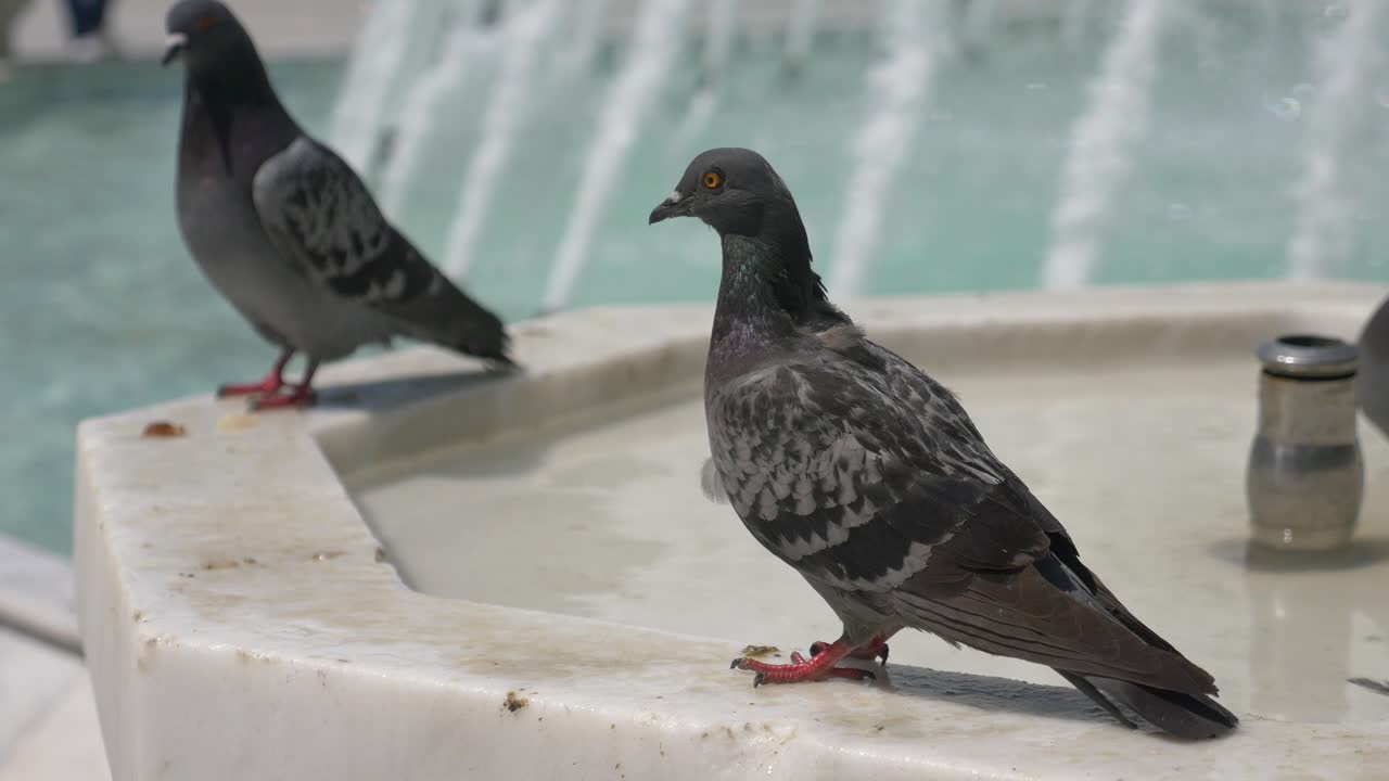 공공 광장 에 있는 분수 에 있는 비둘기 들