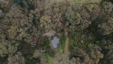 drone aerial 4k going down to a dam between green native trees in an australian national park