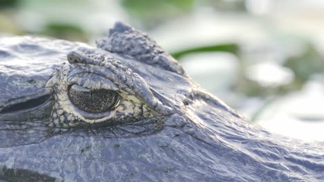 extreme close up shot capturing the details of the eye and texture of the skin of a wild yacare caiman against out of focus swampy background during daytime, wildlife nature within brazilian pantanal