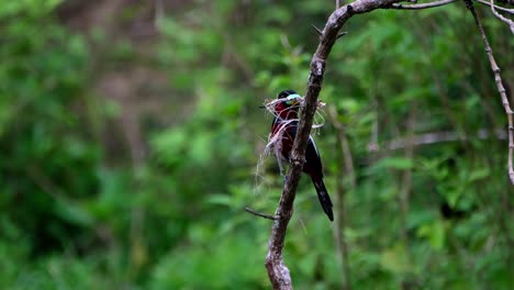 Versteckt-Hinter-Einem-Senkrechten-Ast-In-Der-Mitte-Des-Sees-Mit-Einigen-Nistmaterialien,-Schwarz-roter-Breitschnabel,-Cymbirhynchus-Macrorhynchos,-Kaeng-Krachan-Nationalpark,-Thailand