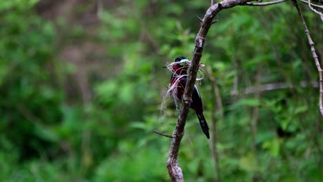 escondiéndose detrás de una rama vertical en medio del lago con algunos materiales de anidación, pico ancho negro y rojo, cymbirhynchus macrorhynchos, parque nacional kaeng krachan, tailandia