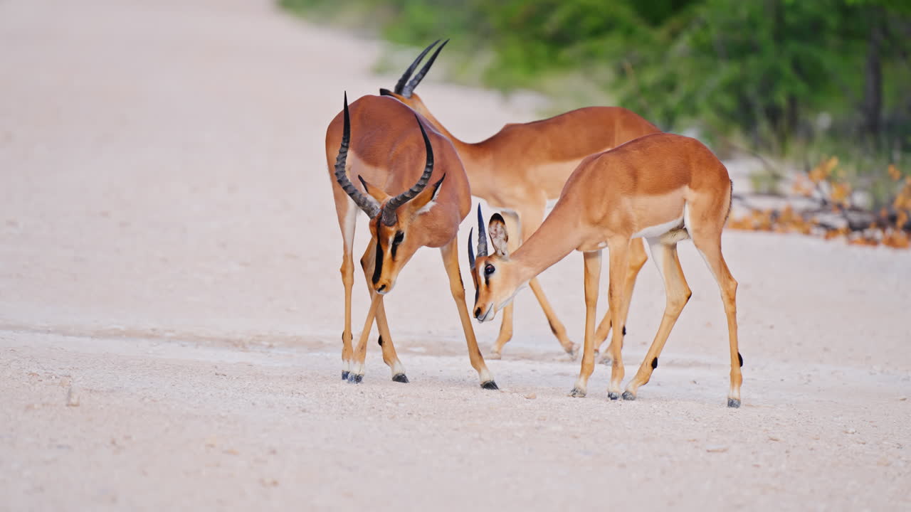 Impalas Fighting