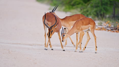 impalas fighting