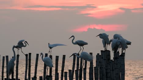 The-Great-Egret,-also-known-as-the-Common-Egret-or-the-Large-Egret