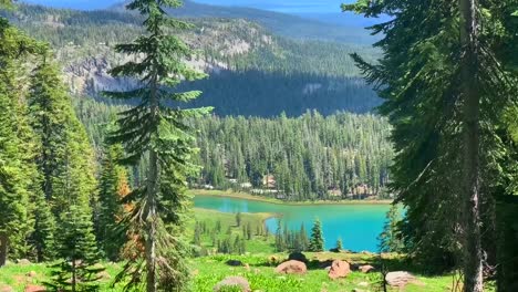 A-Cinnamon-bear-baby-cub-foraging-for-food-in-the-wilderness-at-Lassen-Volcanic-National-Park,-California