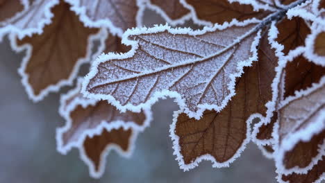close-up of frosty brown leaves