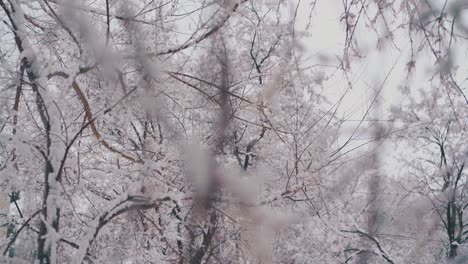 tree-park-with-snow-lying-on-long-branches-against-grey-sky