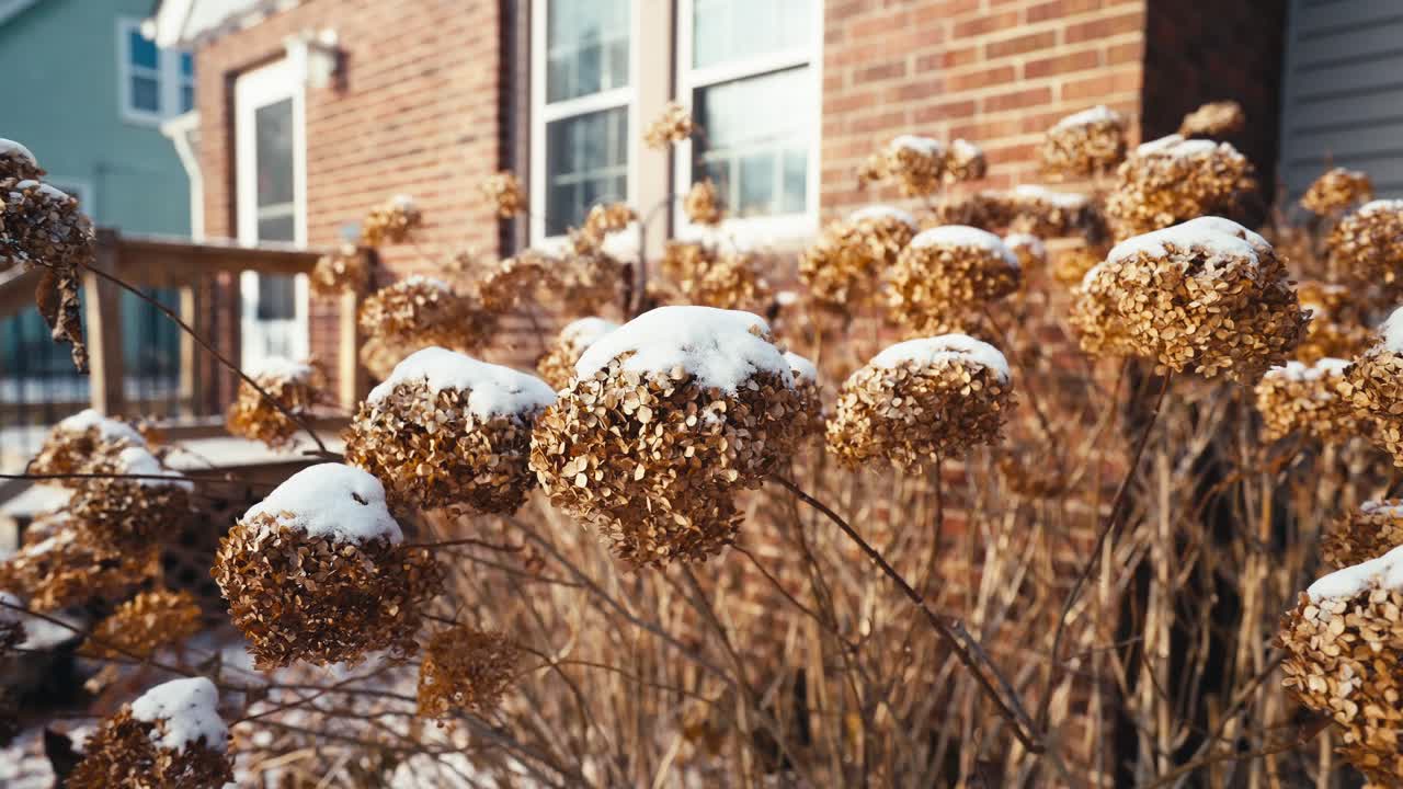 plantas perennes cubiertas de nieve fuera de una casa durante el invierno