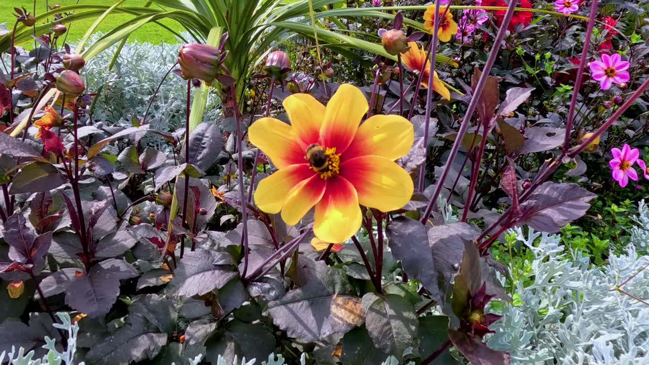 A bumblebee lands on and pollinates a vibrant yellow-orange Dahlia Moonfire flower surrounded by colorful foliage in bright natural daylight, captured in a steady close-up shot