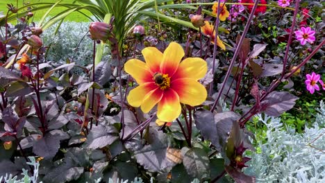 a bumblebee lands on and pollinates a vibrant yellow-orange dahlia moonfire flower surrounded by colorful foliage in bright natural daylight, captured in a steady close-up shot