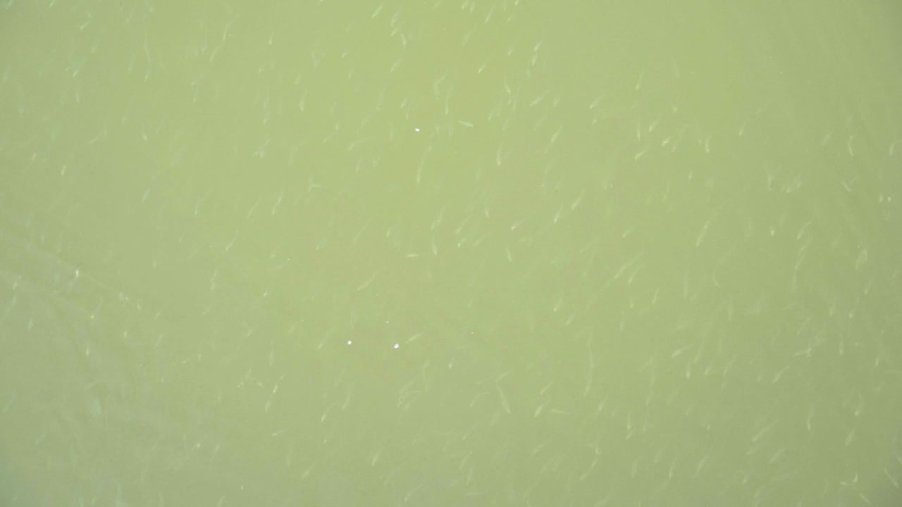 grupos de diminutos peces nadan bajo el agua en la costa de la playa