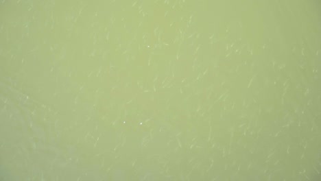 grupos de diminutos peces nadan bajo el agua en la costa de la playa