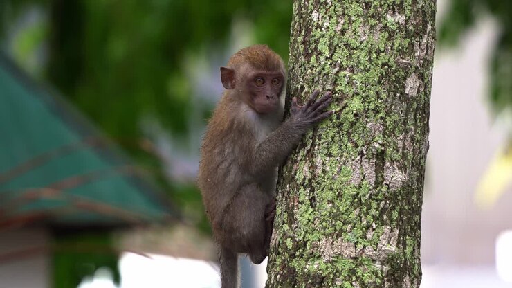Close up shot of a cute young crab-eating macaque, also known as long tailed macaque, macaca fascicularis clinging on to the tree trunk, slowly climbing down