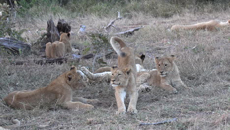 several lion cubs lazily play with each other in the shaded grass