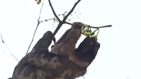 Female-sloth-with-new-born-hanging-upside-down-shows-baby-what-to-eat,-sluggish