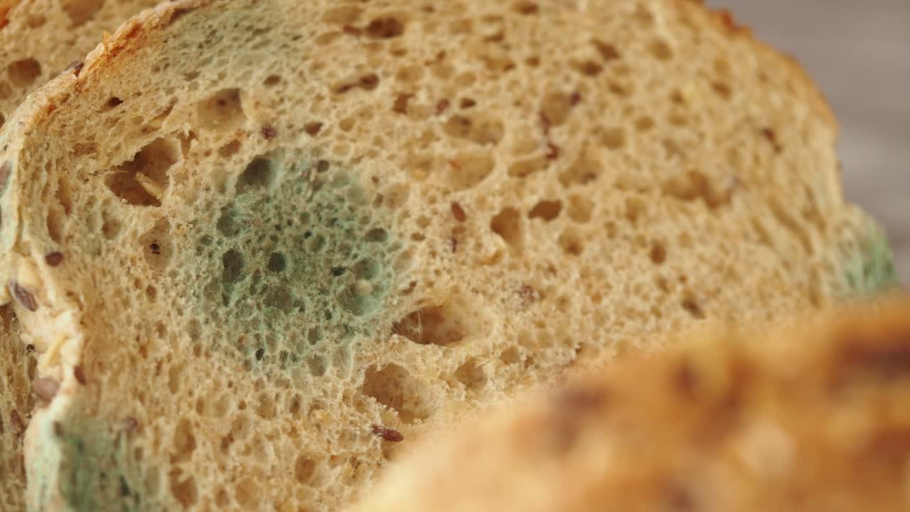 Moldy Bread Slices