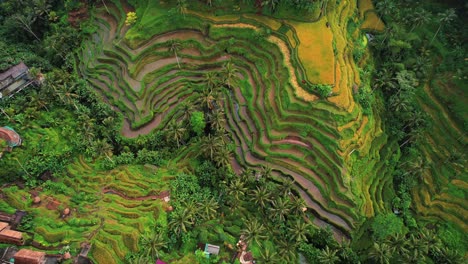 tegalalang rice terrace drone upward pan, ubud, bali