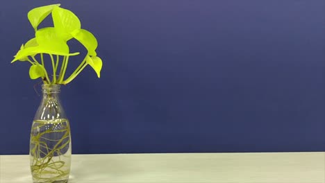 vibrant golden pothos (money plant) with exposed roots in transparent glass bottle against sleek blue background. home decor, office spaces, hydroponic plant lovers and aesthetic interiors.