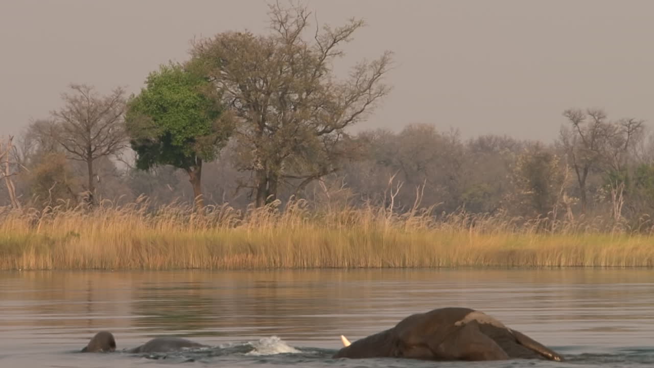 Two male African elephants swim, heads under water, trunks sticking out, side view, reed and trees in background