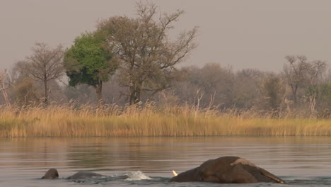 two male african elephants swim, heads under water, trunks sticking out, side view, reed and trees in background