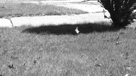 a bird milling around a yard in black and white