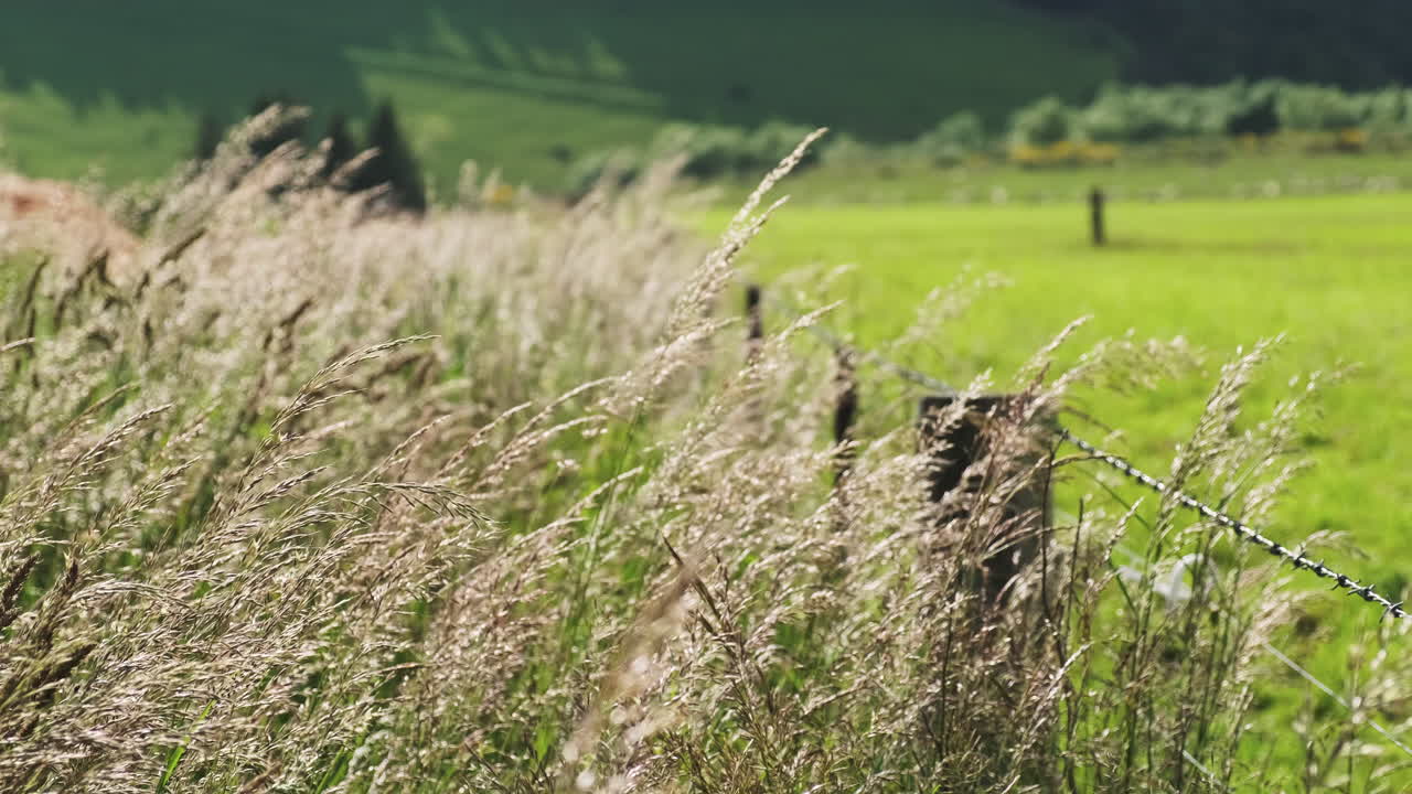 hierba alta de la granja que sopla suavemente en el viento contra la valla de postes de madera