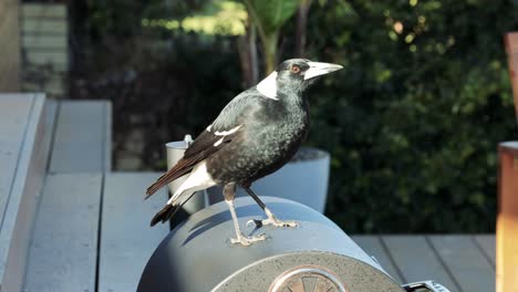 magpie approaches and takes food from human hand