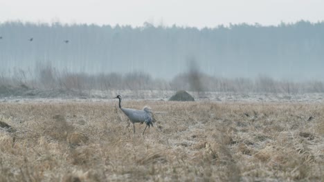 common crane grus grus walking on dry grass flooded meadow in early spring migration