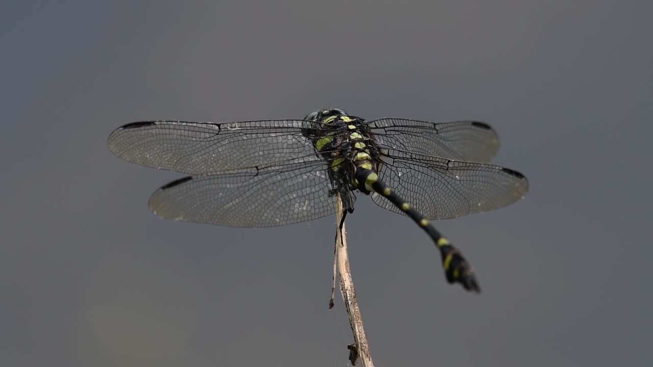 Dragonfly perched on a twig