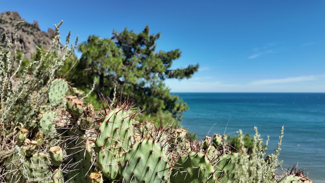 Cactus with Sea and Blue Sky Background
