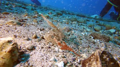 a pair of robust ghost pipefish blending into their surroundings