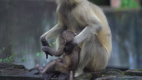 hanuman o mono de cara negra o langur está sentado en la pared